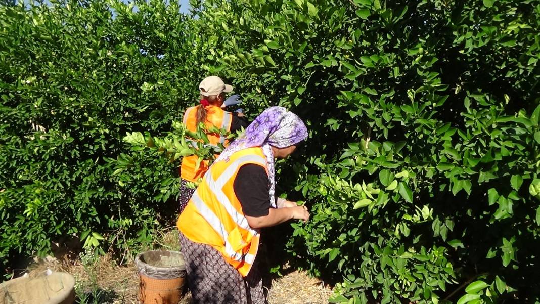 Mersin'de hasadı başladı: Kilosu 8 liraya satılıyor 4